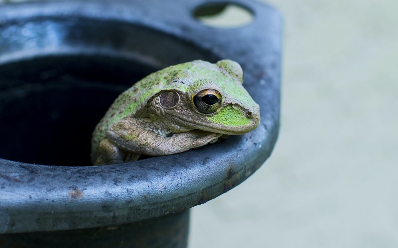 I’m the Frog: Reclaiming Your Normal