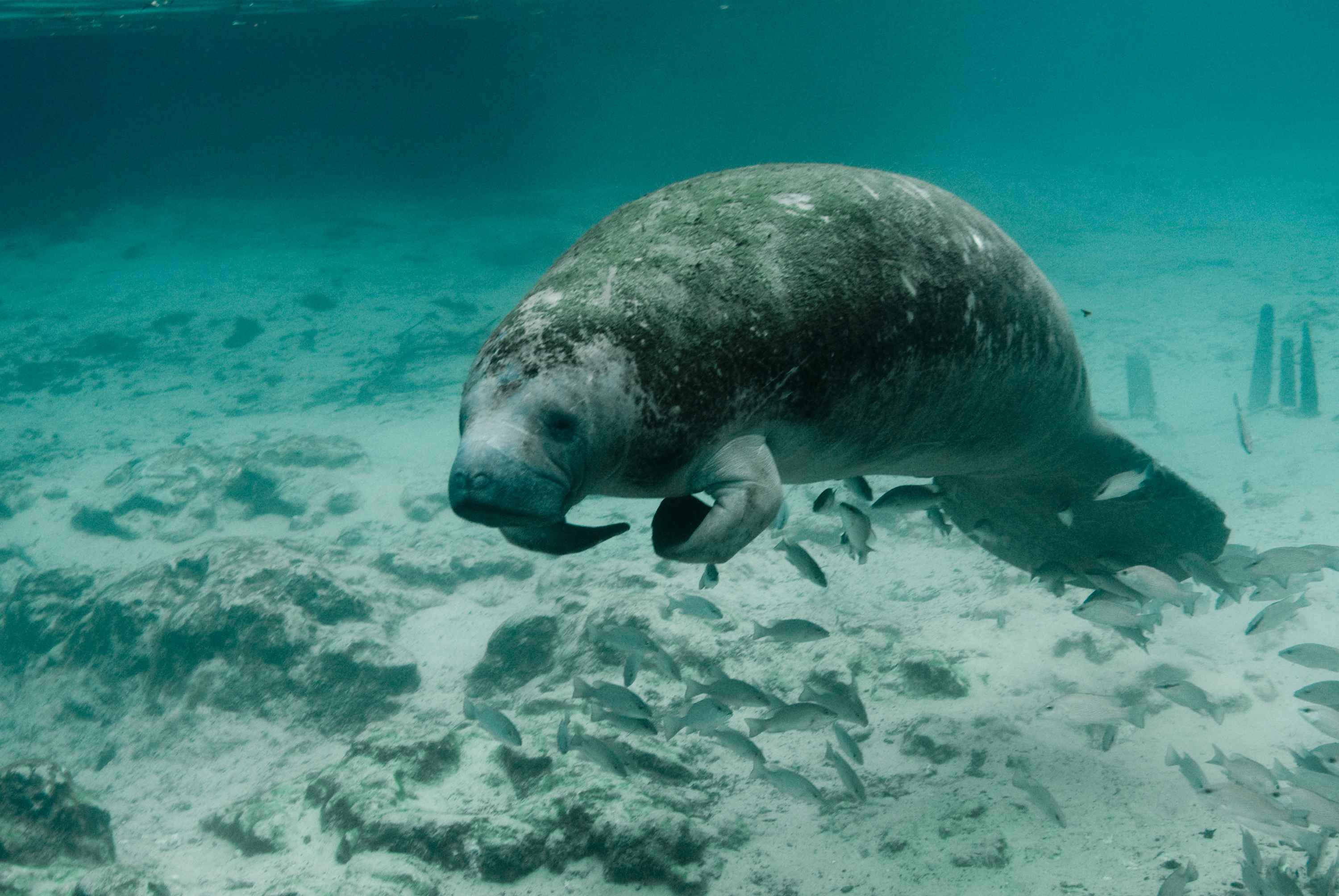 Manatees Endangered in Florida: Biologists Take Action
