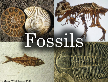 FOSSILS. (teach) .pptx