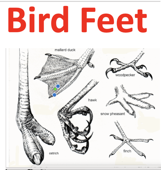 BIRD FEET