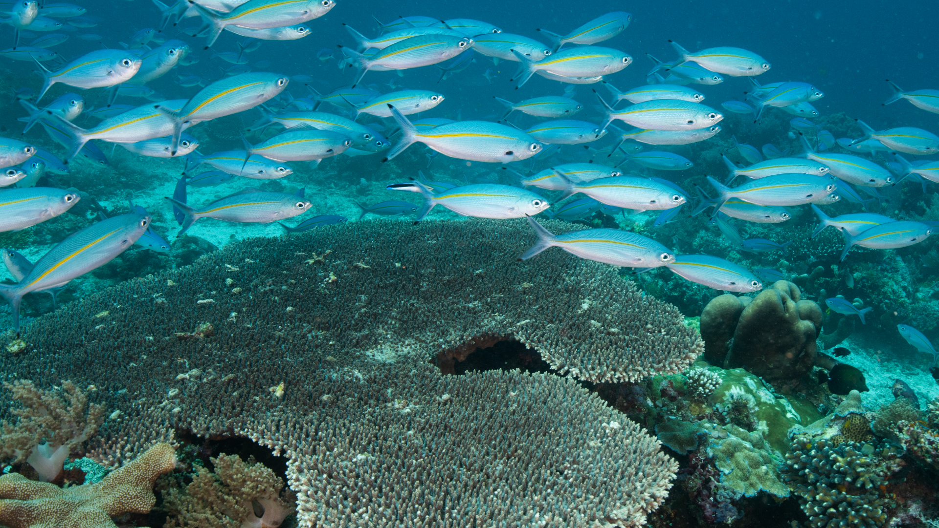 Protect a fictional community