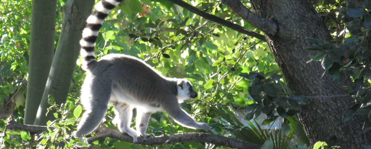 Zoo Mystery: Monkey Theft and Leopard Escape at Zoo Raises Alarm