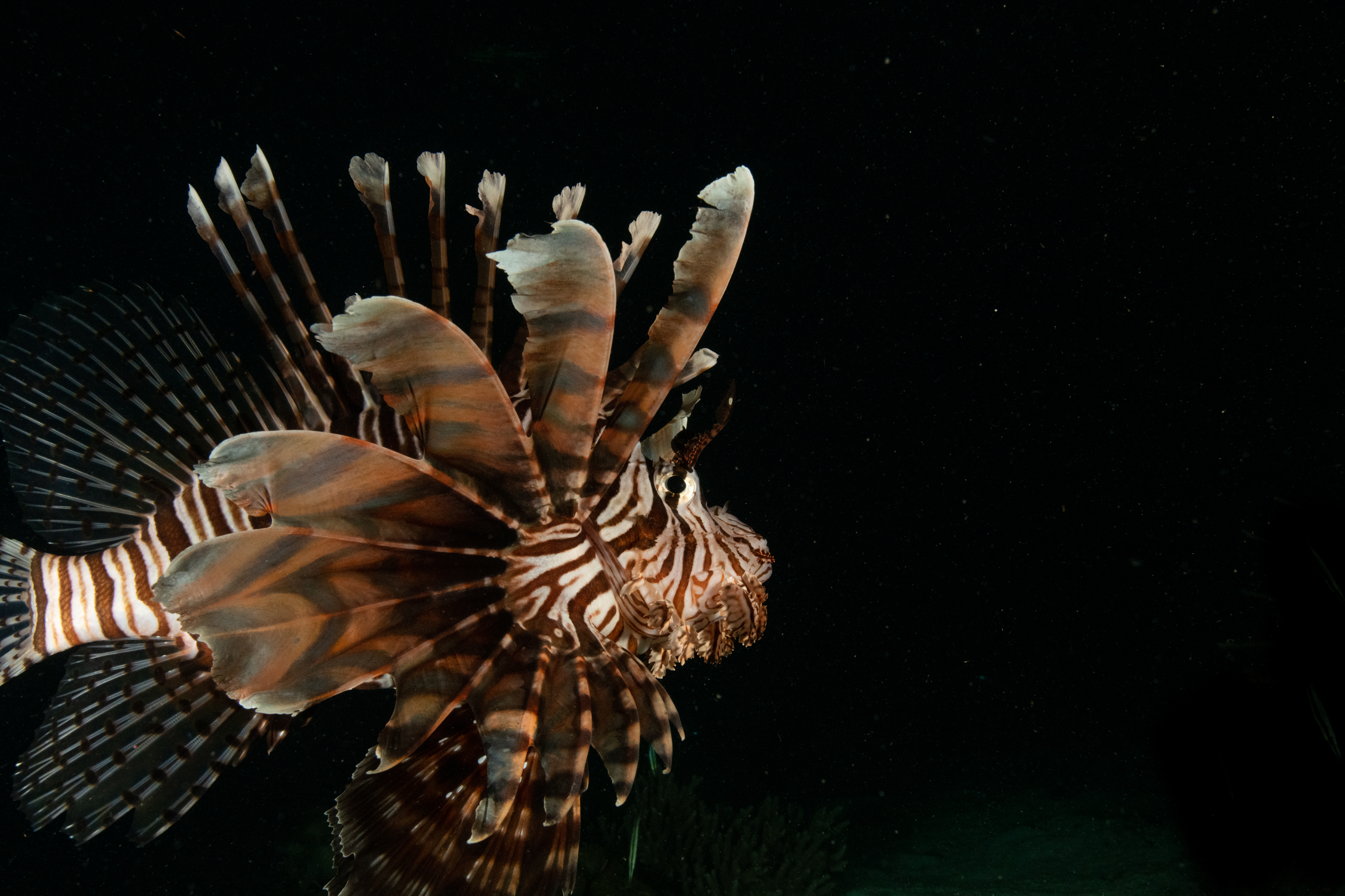 Create an infographic about threats to biodiversity close to home