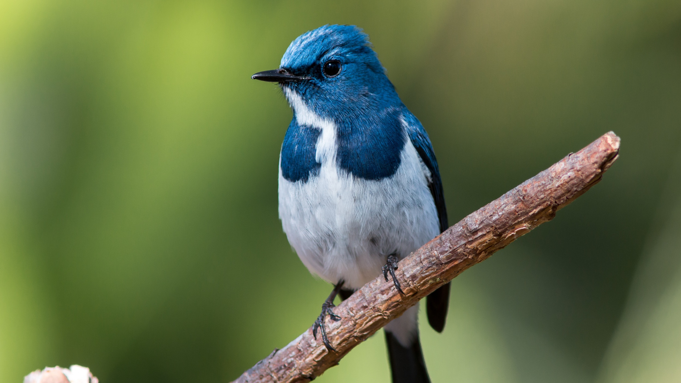 Stop Motion Animation & Animals: Art & Science