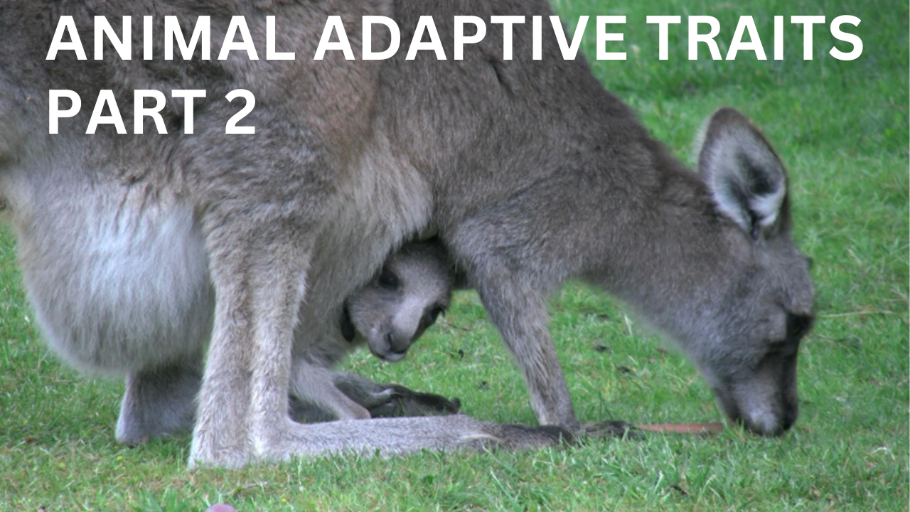 Intro to Animal Adaptive Traits, Part 2. Video sheet, Google Forms, MS Forms, Blackboard, Canvas, Moodle & more (V4).