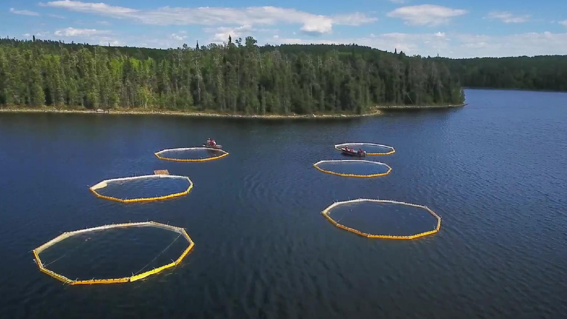 How Does Plastic Impact Marine Animals? 