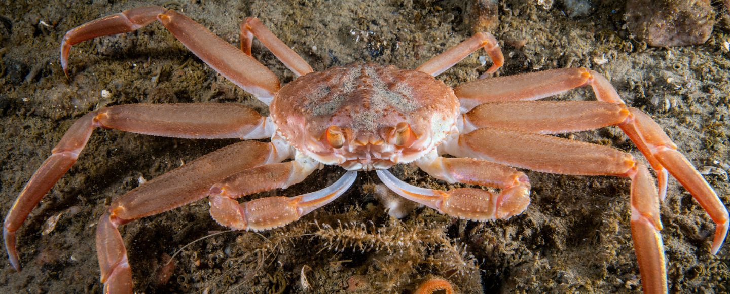 Why Billions of Alaska Snow Crabs Disappeared from the Bering Sea