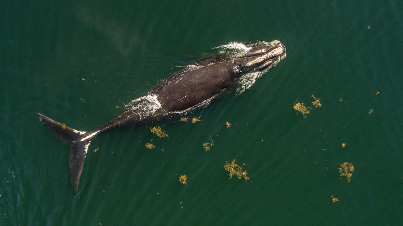 Should humans intervene in nature?