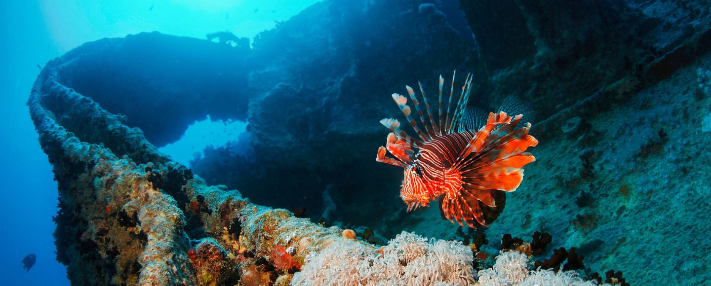 New Report Sheds Light on Environmental, Financial Costs of Invasive Species