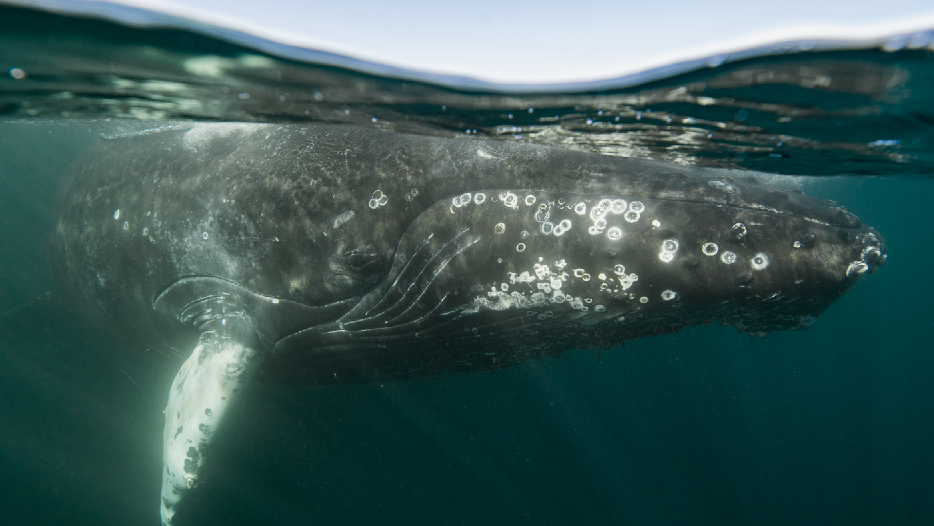 Debate club! Should right whales be better protected?