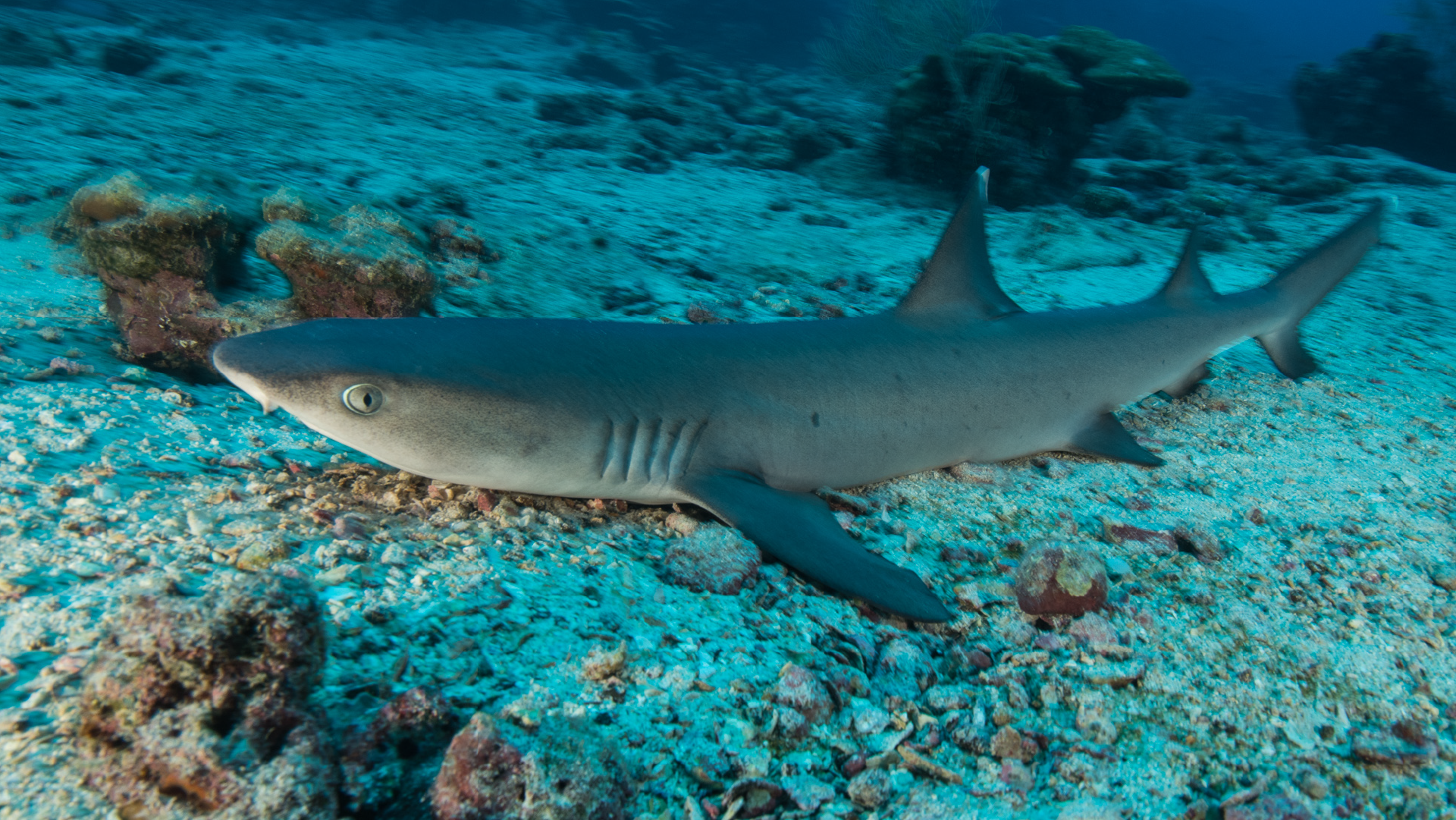 Tracking sharks: Tagging method comparison activity 