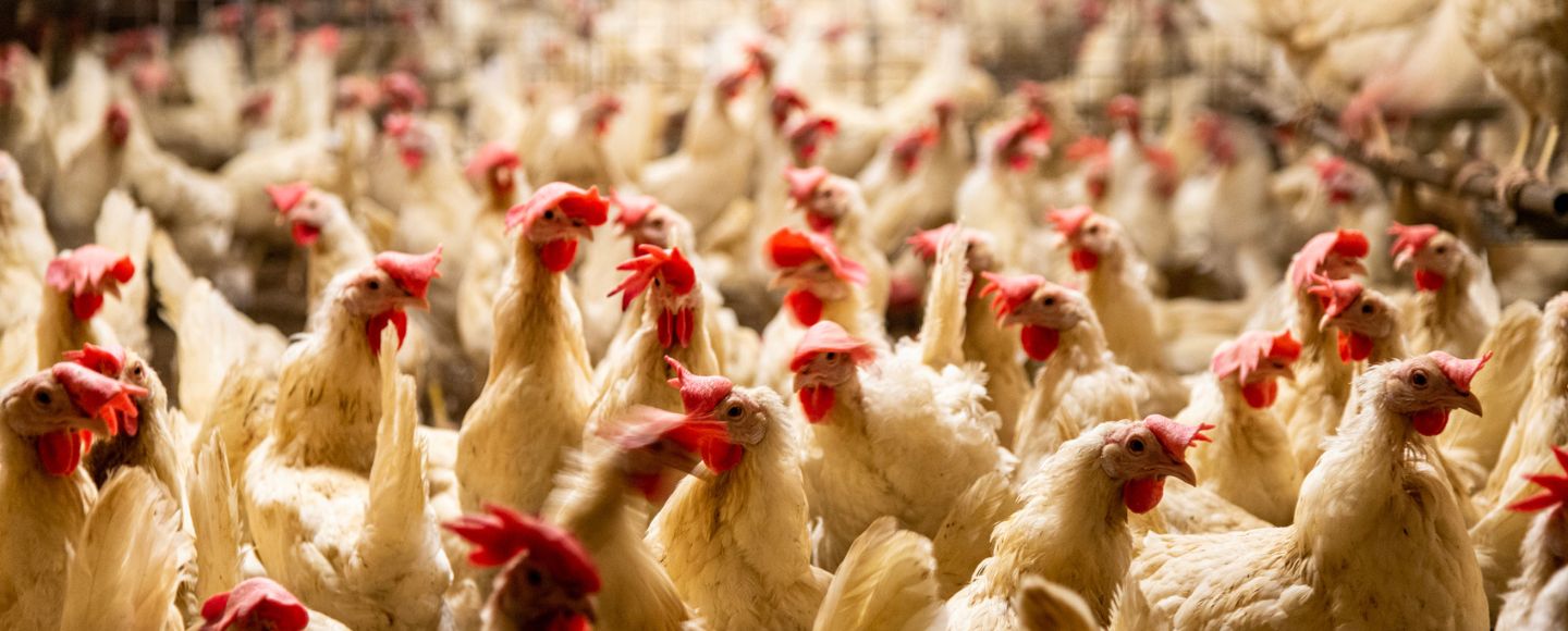 Concerns Grow About Risks of Bird Flu in U.S.