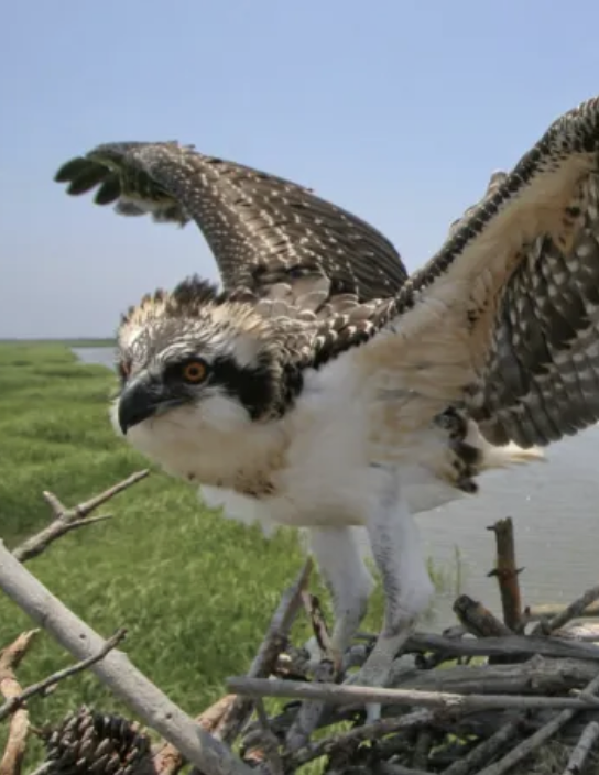 Osprey bird