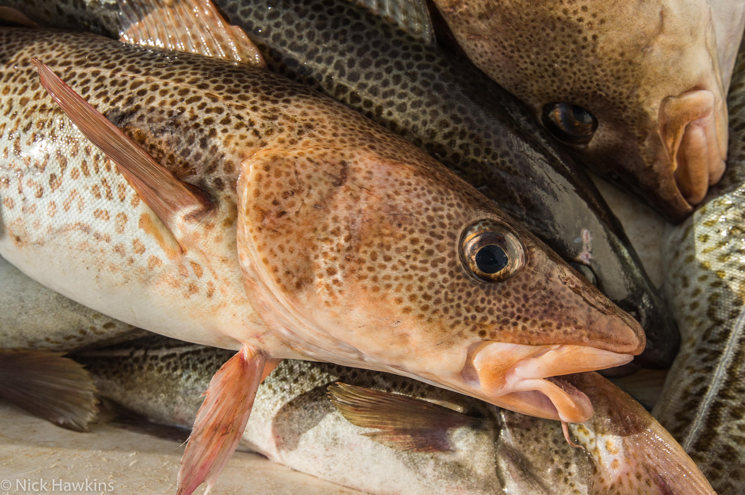 A critical analysis of the news: Cod edition - are cod recovering?