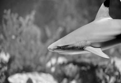 Examining shark tracking data activity