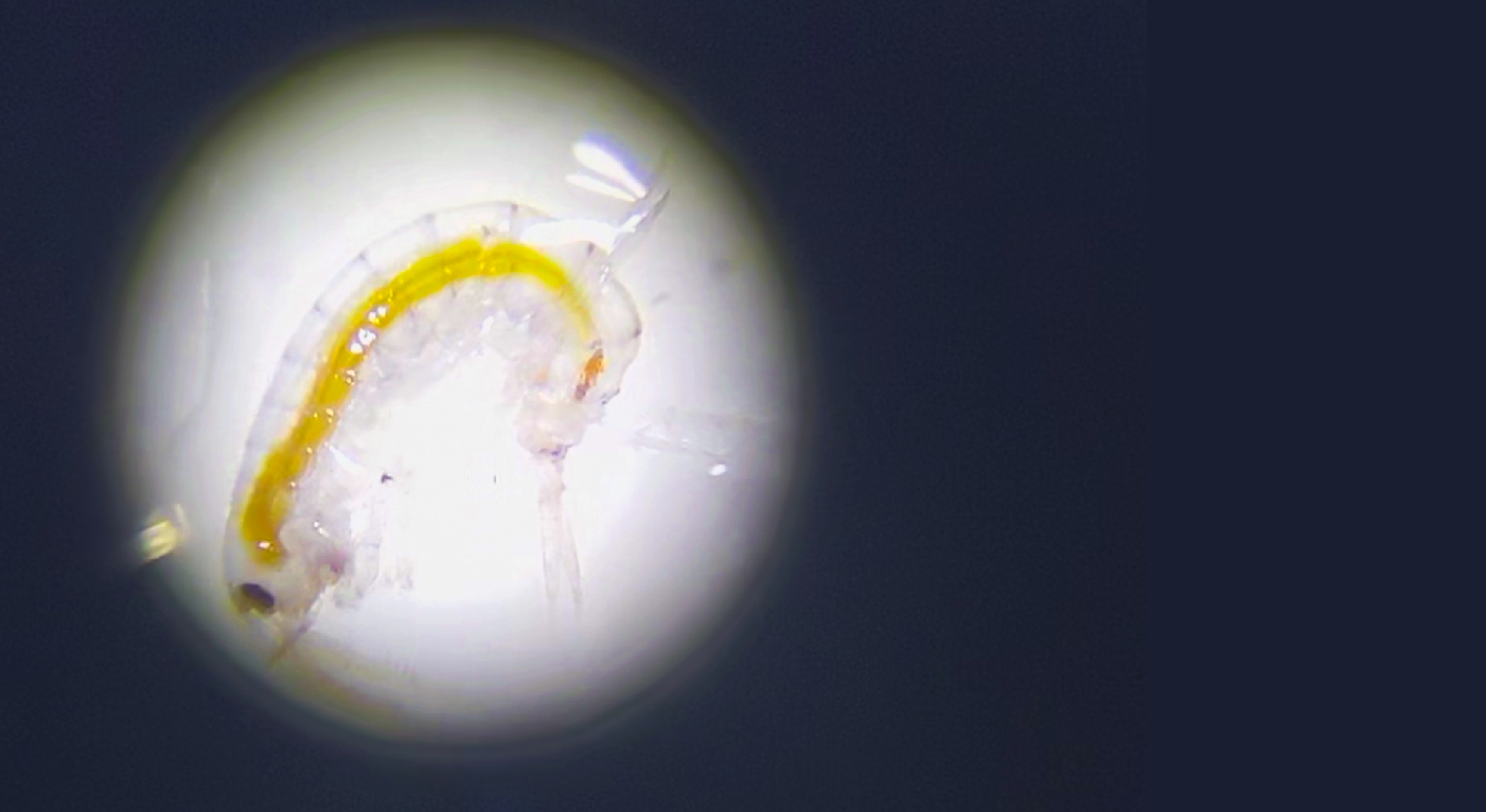 Invasive species in the St. Lawrence River -- Classroom Debate -- with scaffolding