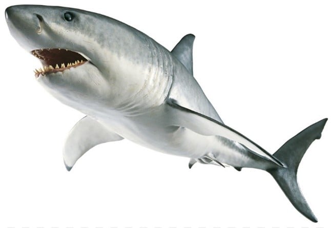 OCEAN ANIMALS: THE GREAT WHITE SHARK