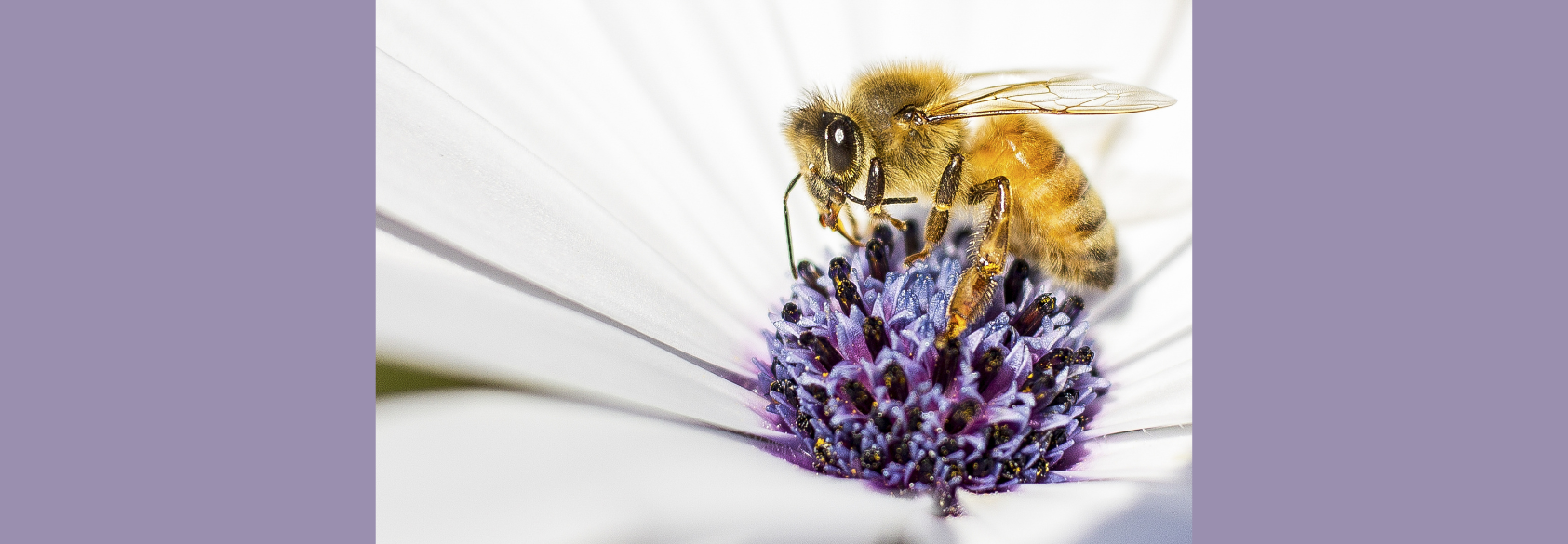 From Honey Bees to Redwood Trees: Explore Biodiversity This May