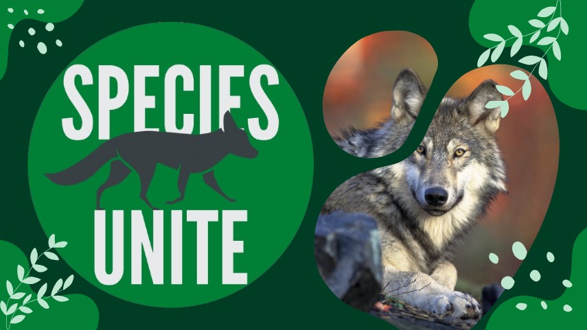Free 6-Week Wolf Education Unit for Grades 3–5
