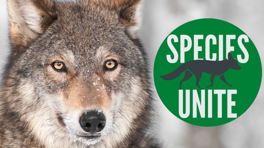 Free 6-Week Wolf Education Unit for Grades 6-8