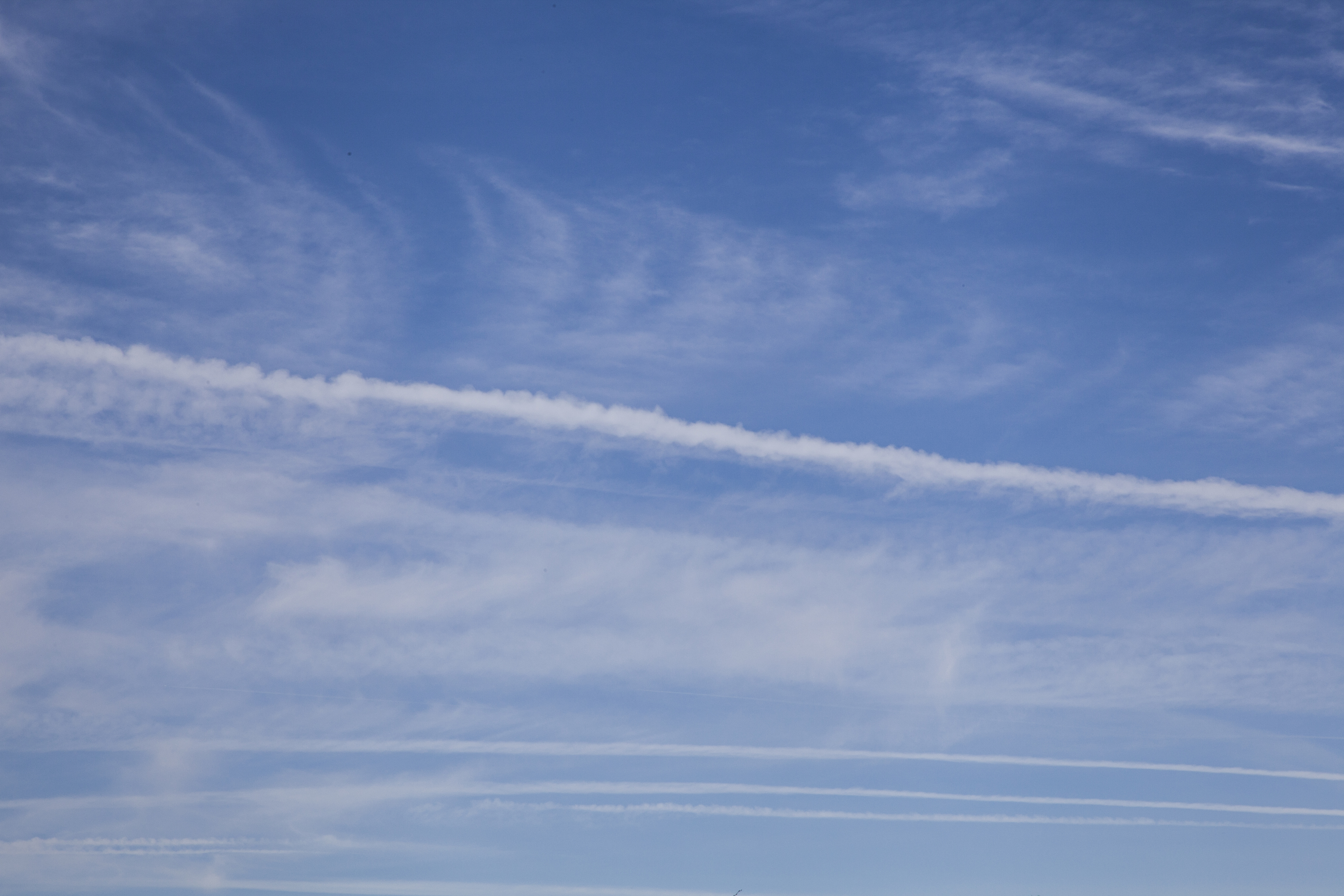 Woodpigeon - Bird Hunt