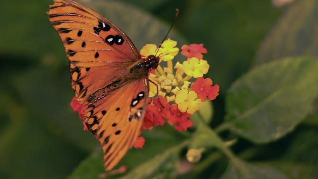 Secrets of butterfly wings revealed!