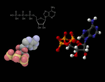 ATP: The Fuel of Life