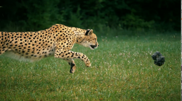 Cheetah superpower