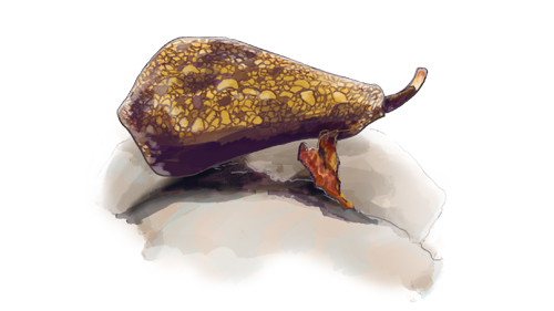 How Do ‘Killer Snails’ Kill Their Victims?