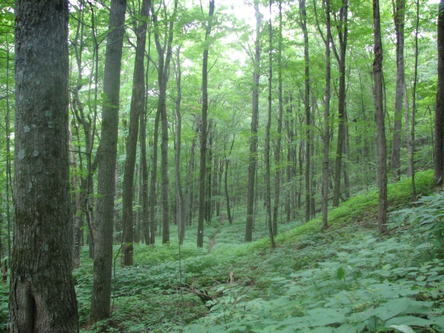 Electron Dot Diagrams (aka Lewis Structures)