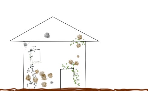 Use Mold Ecology to Prevent Mold Growth