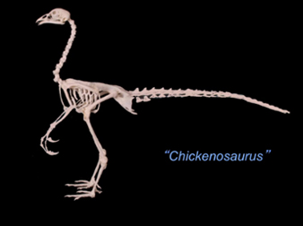 The King of Dinosaurs or a Chicken Dinner?