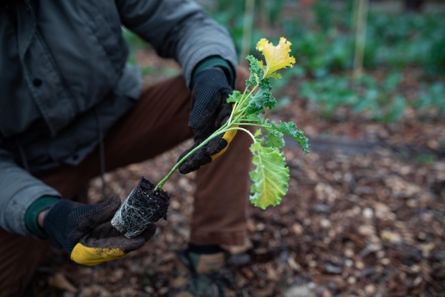 Gardens as Models for Natural Systems