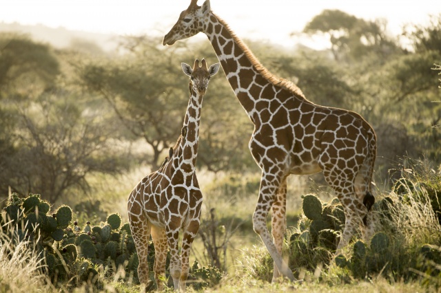 Deserts and Grasslands of Africa - Virtual Trip