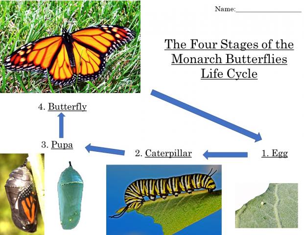 Monarch Butterfly PowerPoint