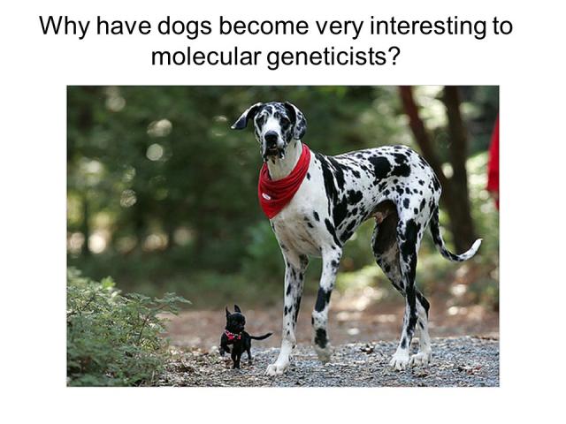 What can a Dog teach you about Molecular Genetics?