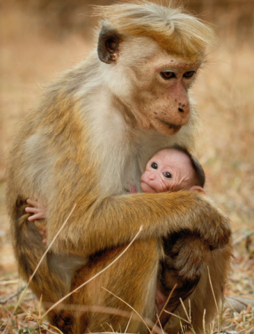 Welcome to Disneynature's Monkey Kingdom
