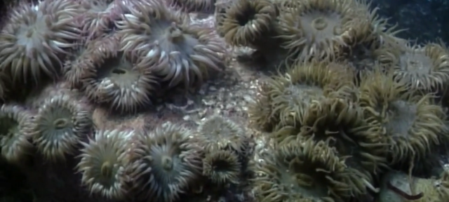 Phenomena-Driven Inquiry