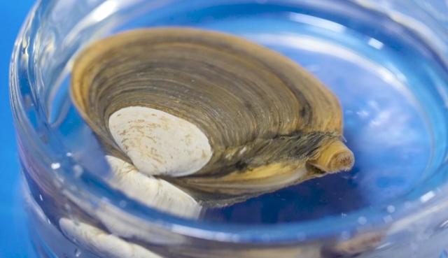 Engineering innovations to boost shellfish aquaculture
