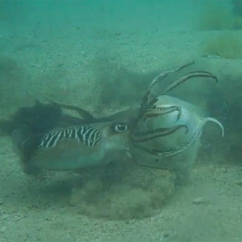 Duking it out: Scientists capture mating battle between wild cuttlefish