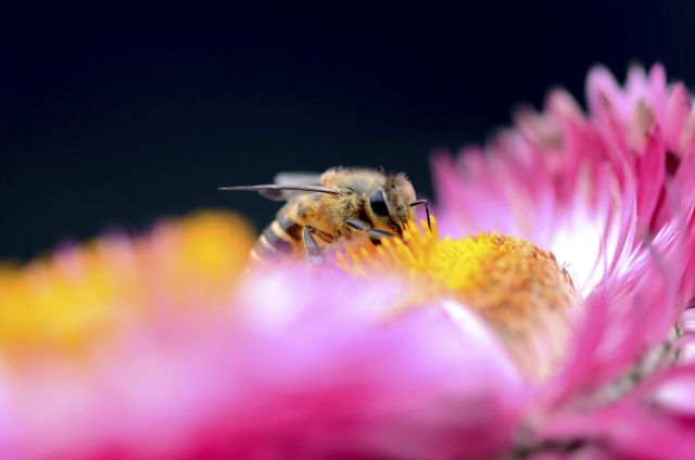 Habitat and Pollinators - Garden Lesson Plan
