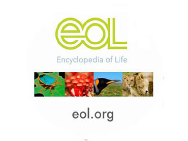 Food Webs Activity 1: Producers, Consumers, Decomposers (Grades 6-8)