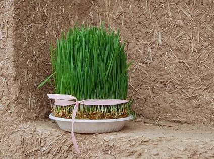 Nowruz: The Persian New Year Celebration