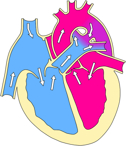 Human Heart Structure and Functions