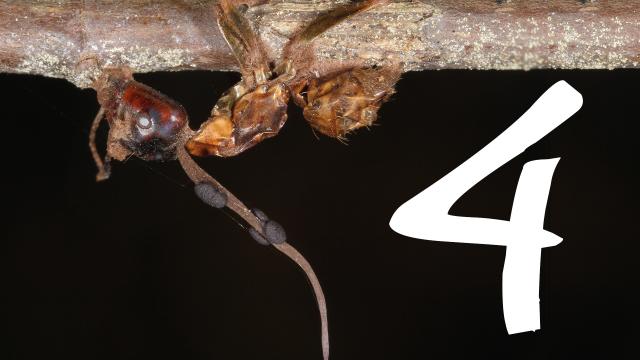 4 awesome discoveries you probably didn't hear about this week -- Ep. 4