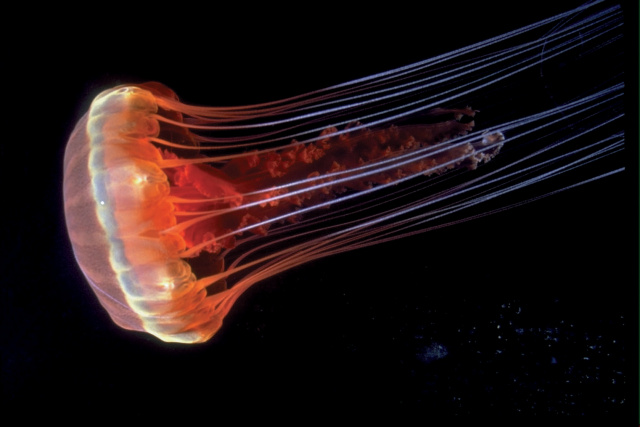 Cnidarian Adaptations: Exploring the Roots of Animal Adaptations