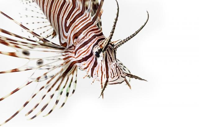 Lesson Plan: Invent your own device to battle invasive species