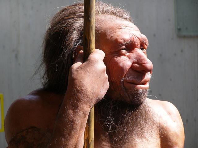 Natural Selection Modeling with Neanderthals 