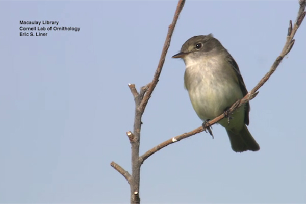Science Nation: Decades of bird signals, songs digitized for scientific research