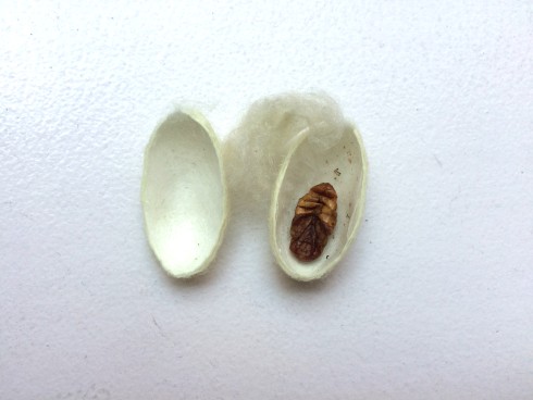 Dissect a Silkworm Cocoon and Explore Silk Proteins